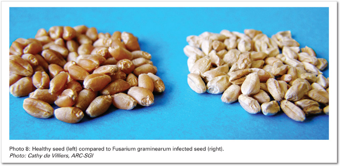 wgeatseed