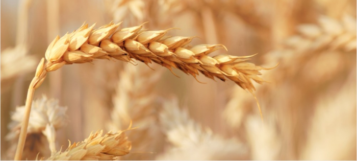 wheat 2
