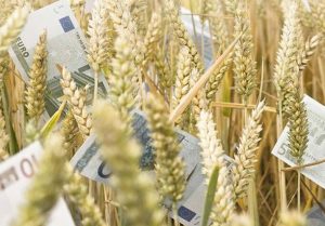 Πρόσθετη ενίσχυση  στο σκληρό σιτάρι με τη Νέα ΚΑΠ, μέχρι 18 ευρώ ανά στρέμμα…