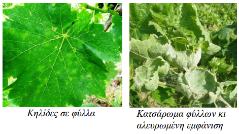 widio ampeli fylla