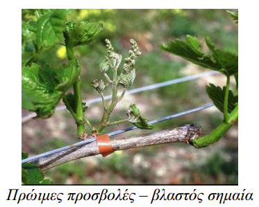 widio ampeli prwimes prosvoles vlastos