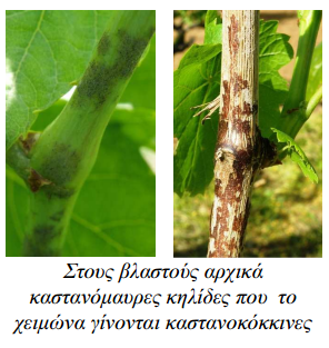 widio ampeli vlastous