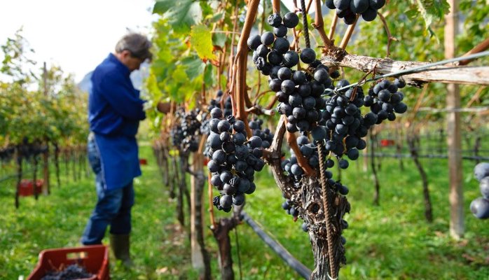 wineharvest