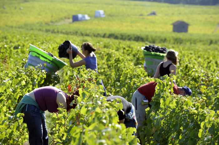 wineharvest1