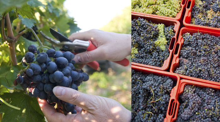 wineharvest2