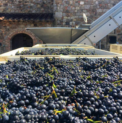 wineharvest4