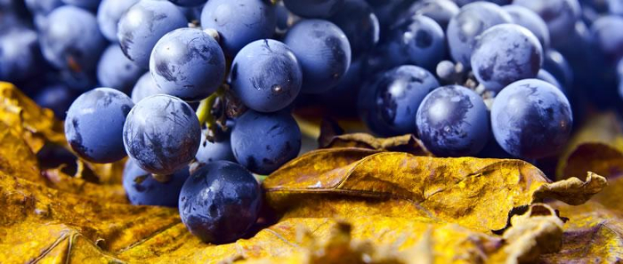 wineharvest6