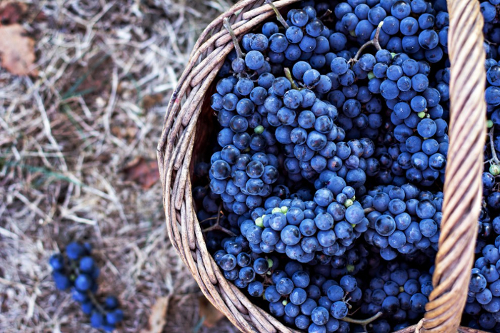 wineharvest7