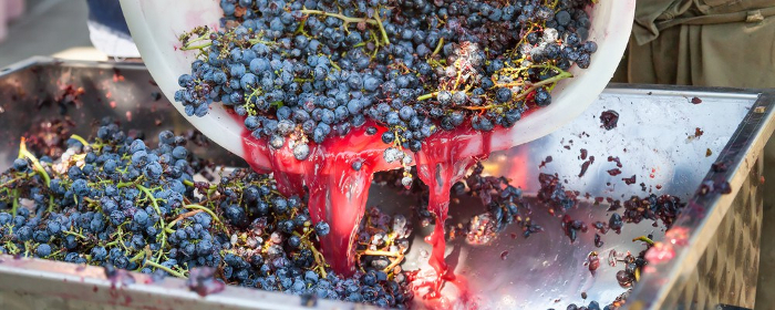 wineharvest8