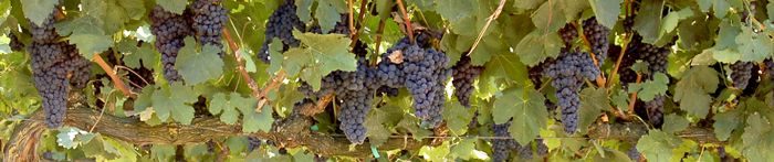 wines