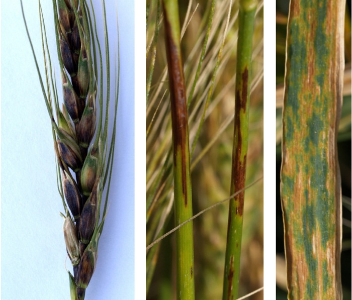 xanthomonaswheat