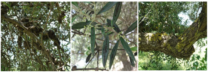 xeimwniatikh fytoprostasia elias1