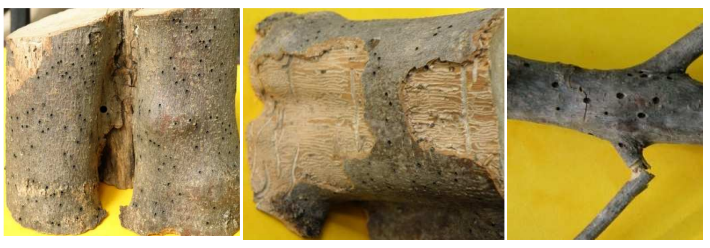 xeimwniatikh fytoprostasia elias2