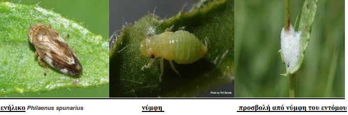 xenistes
