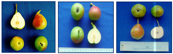 ybridia axladias