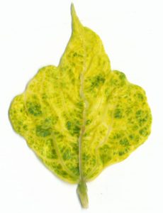 yellowmosaicvirus