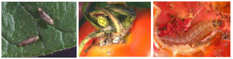 ypaitria tuta absoluta ΒΙΟΜΗΧΑΝΙΚΗ