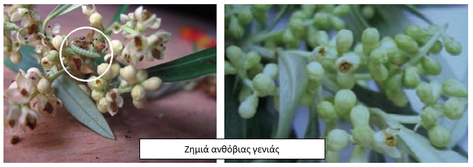 zhmeia anthovias genias