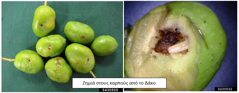 zhmia karpous dakos