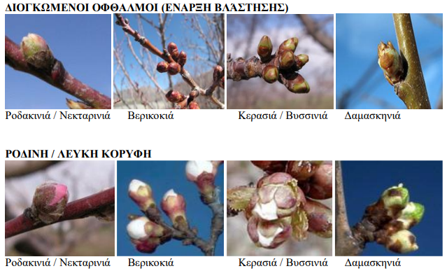 ΒΛΑΣΤΙΚΑ ΣΤΑΔΙΑ 1