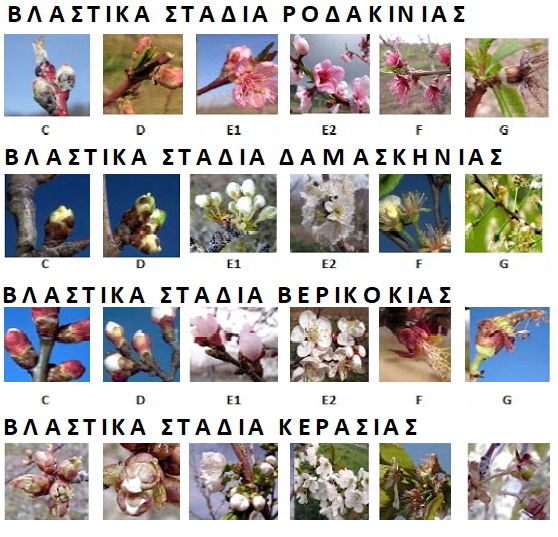 ΒΛΑΣΤΙΚΑ ΣΤΑΔΙΑ ALL