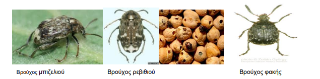 ΒΡΟΥΧΟΙ
