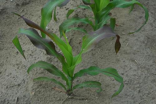 Εικ 2 phosphorus deficiency