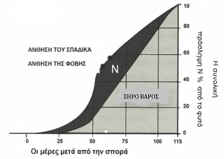 Ν corn