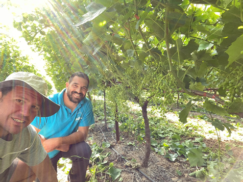Συνεργασία της Anthesis με την GGC Greek Grape Company