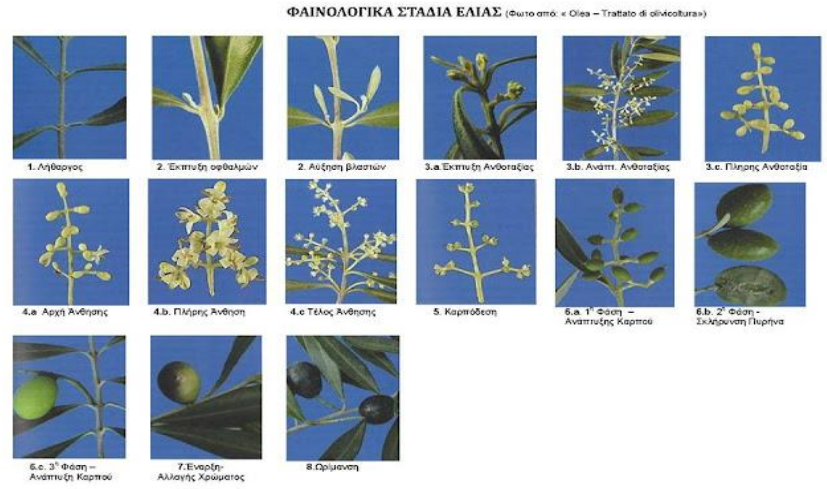 ΦΑΙΝΟΛΟΓΙΚΑ ΣΤΑΔΙΑ ΕΛΙΑΣ