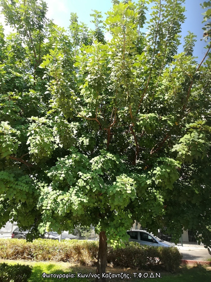 Φωτογραφία 1