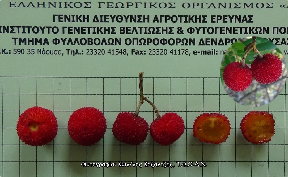 Φωτογραφία 2