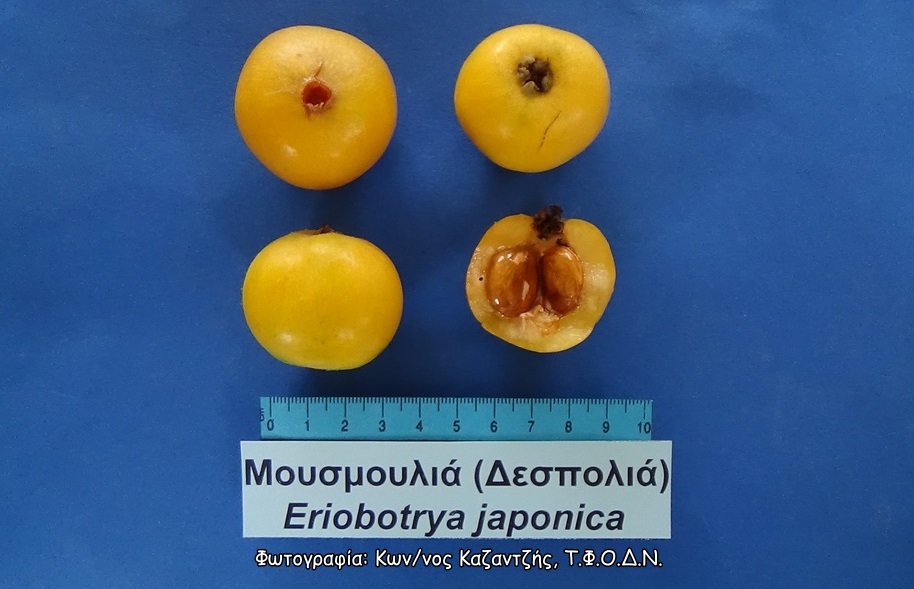Φωτογραφία 2