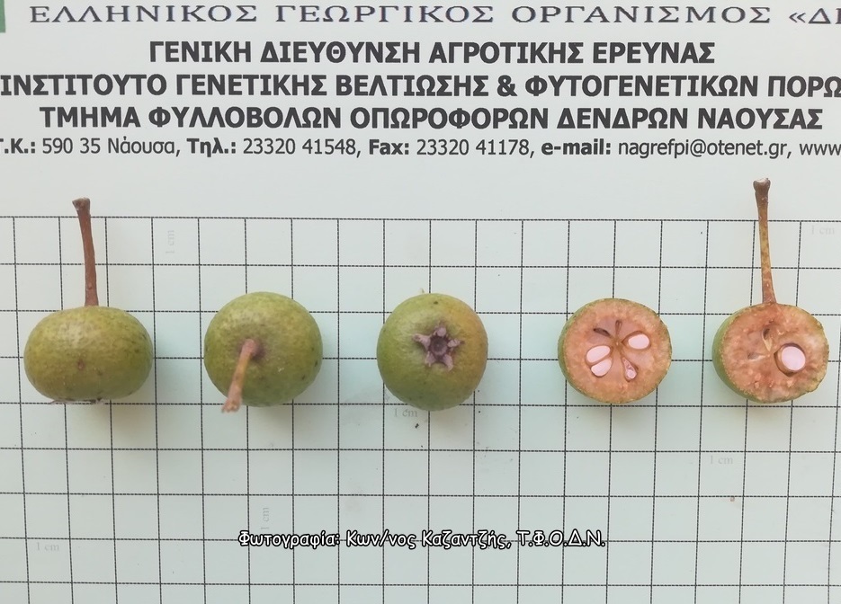 Φωτογραφία 2