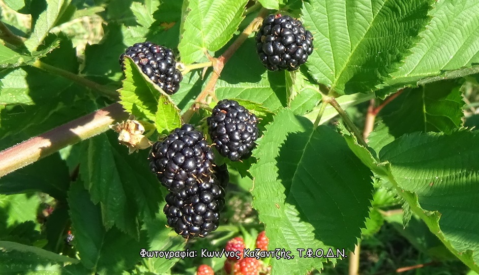 Φωτογραφία 2
