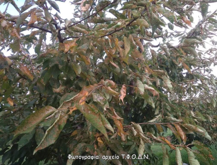 Φωτογραφία 2