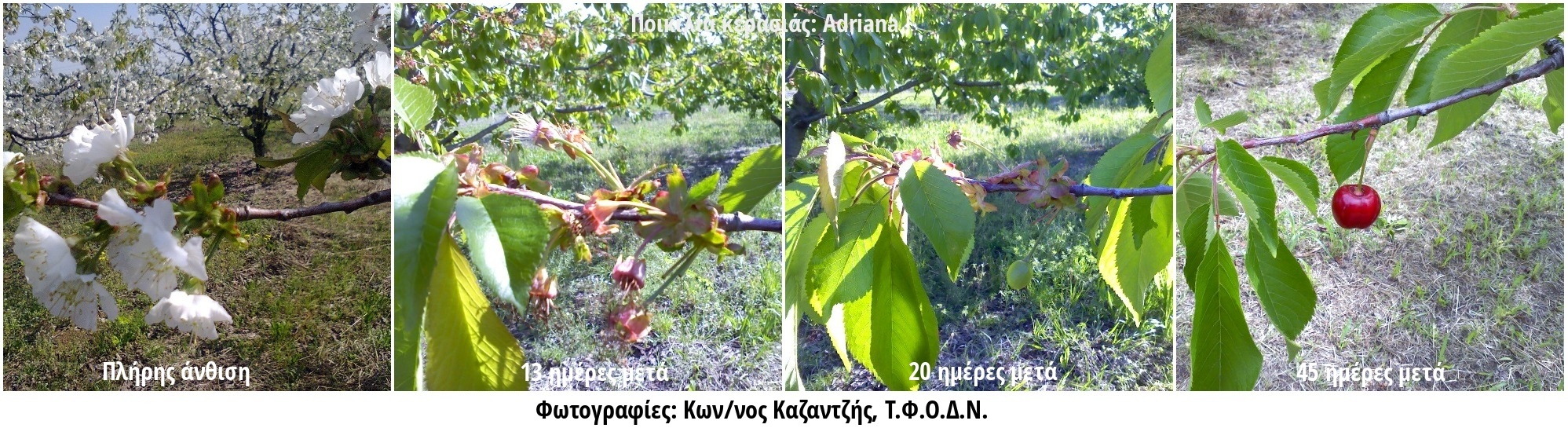 Φωτογραφία 3