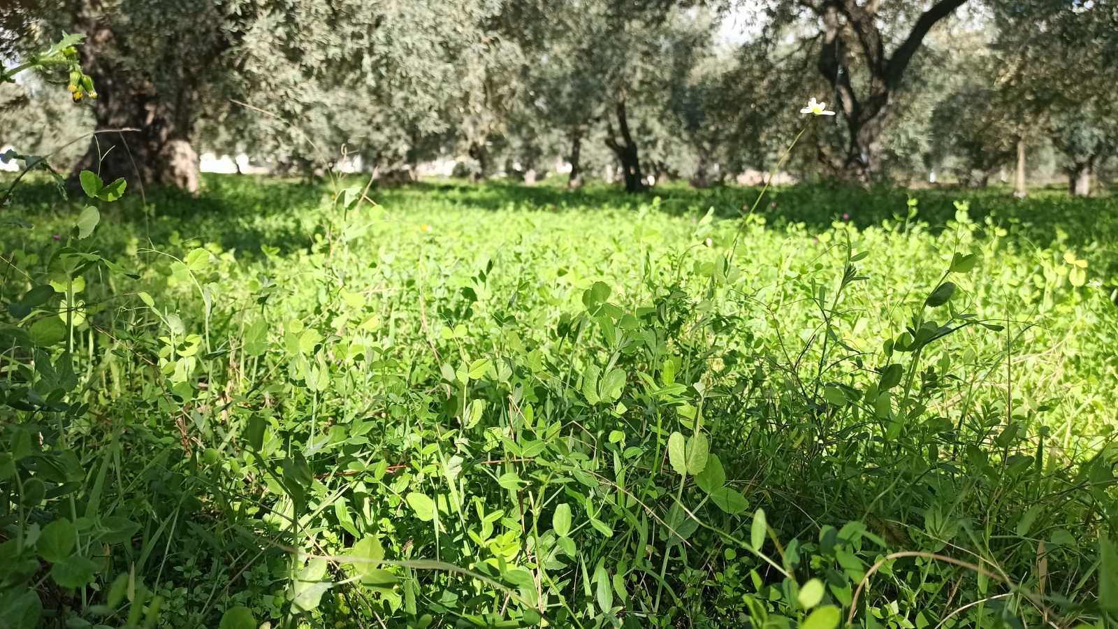 ελαιώνας 0