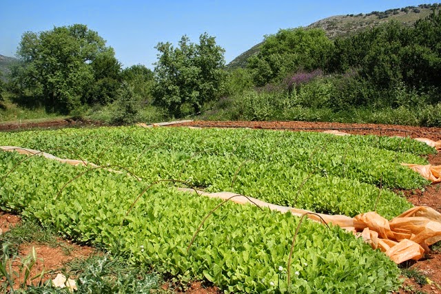 καπνοσ