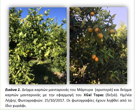 μανταριν3