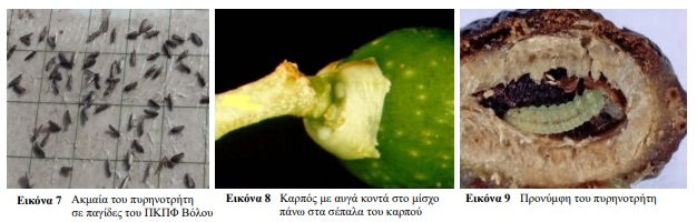 πυρηνοτρητης
