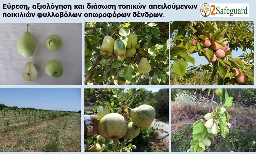 τοπικες ποικ